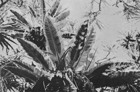 ferns