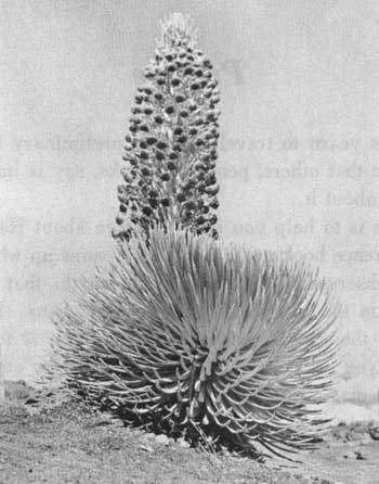 silversword