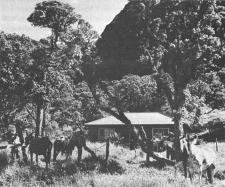 Paliku Cabin