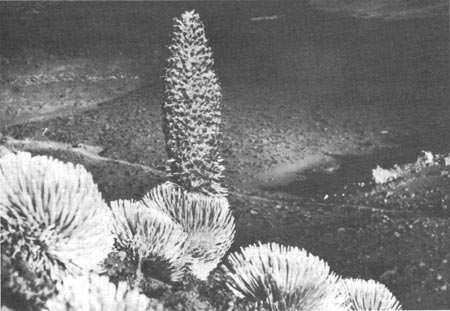 silversword