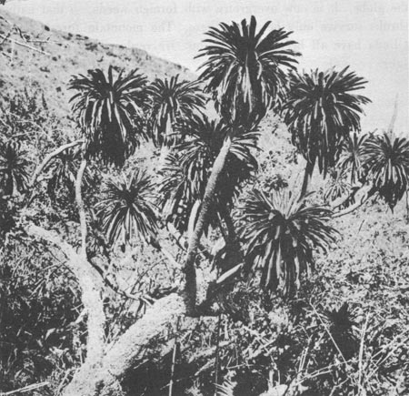 Clermontia haleakalensis