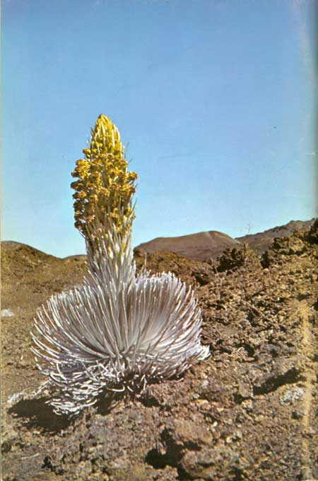 silversword