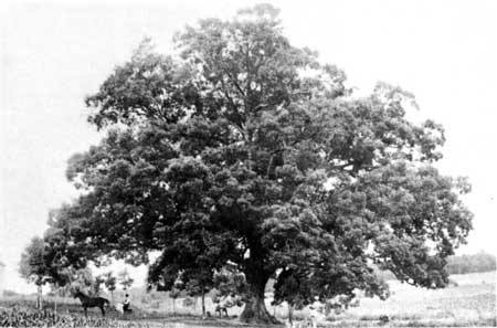 Nps Historical Handbook Kings Mountain The Council Oak Near Morganton N C Under Which Patriot Leaders Decided To Continue Pursuit Of Ferguson This Is A View About 1895