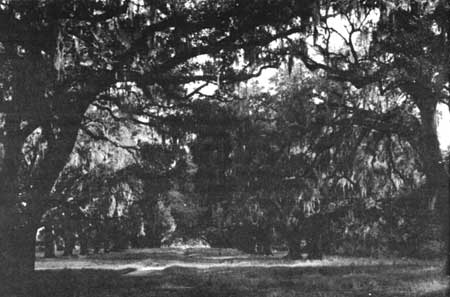 De La Ronde Oaks