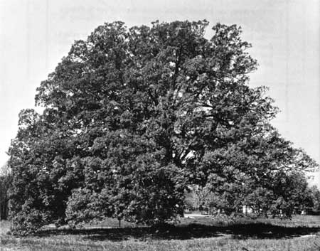 oak tree