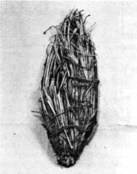 snowshoe