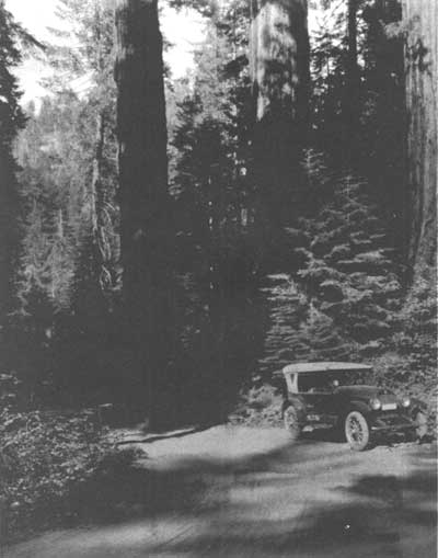 road through forest