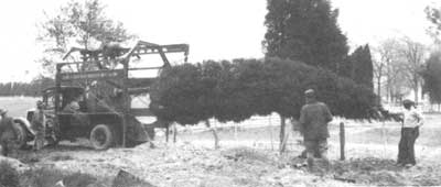 transplanting tree