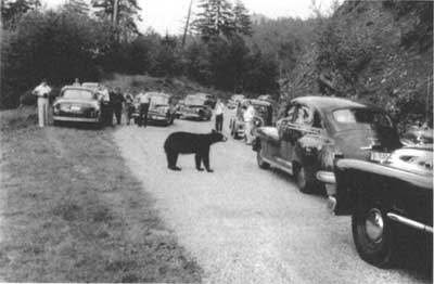 black bear jam