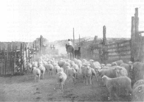 putting sheep in the
corral