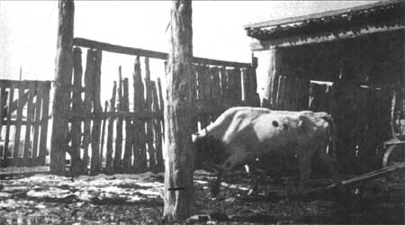 Hubbell corral and shed