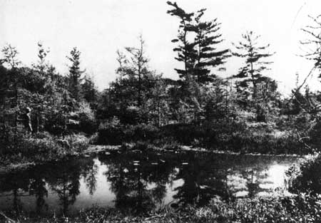 Pinhook Bog