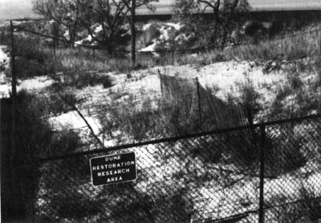 dune restoration research area