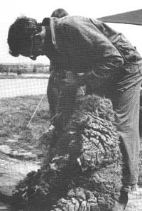 sheep shearing