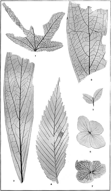 fossils