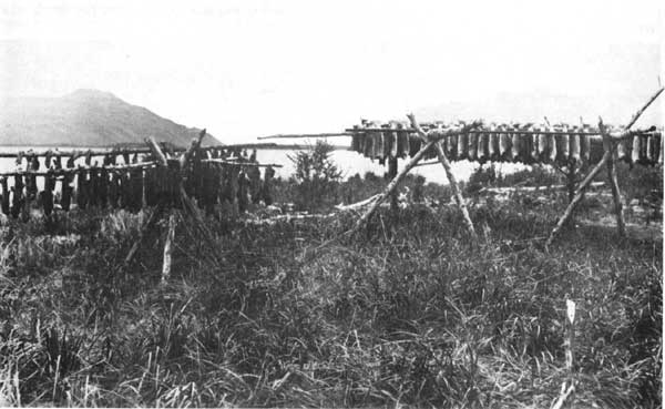 drying salmon on racks