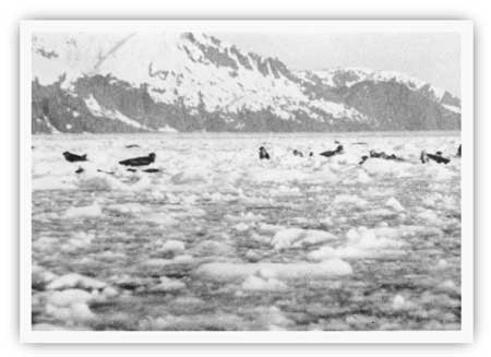 harbor seals