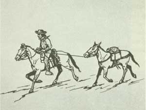 mule