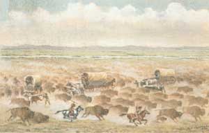 herds of bison