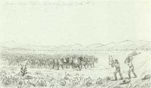 cattle stampede