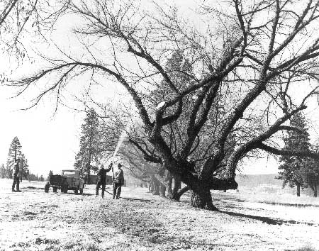 spraying trees
