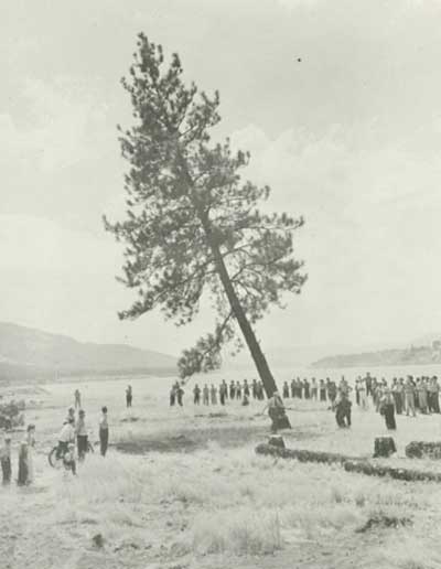 felling of 'last' tree