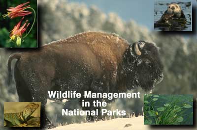 Wildlife Management in the National Parks