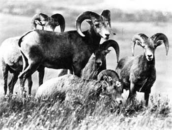 bighorn sheep