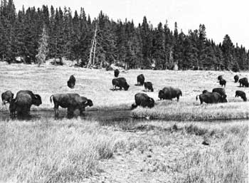 bison