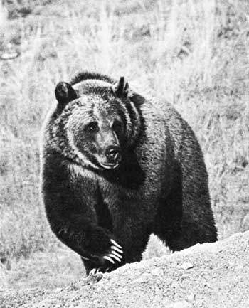 grizzly bear
