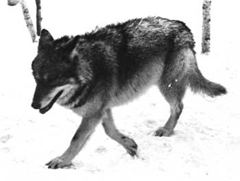 wolf