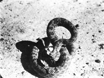 rattlesnake