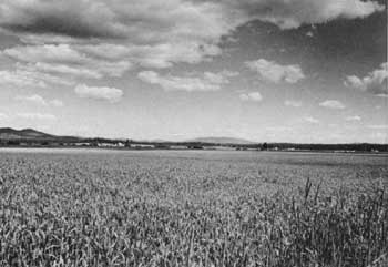 Weippe Prairie