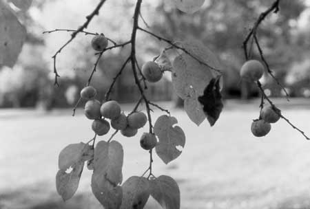 tree branch