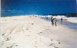 sandy beach at Assateague Island