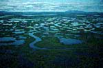 marshes in Bering Land Bridge