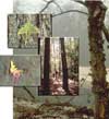 photo mosaic from Big Thicket
