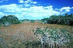 swamp in Everglades