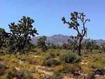 Joshua trees in Mojave
