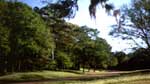 woodland in Natchez Trace