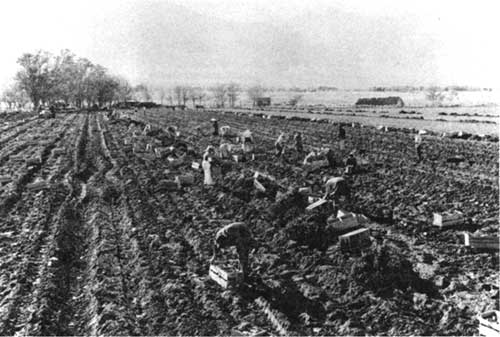 potato field