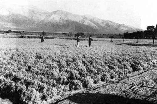 Guayule field