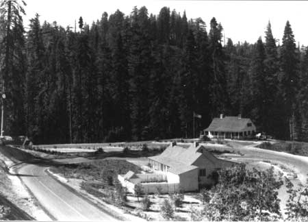 Chinquapin