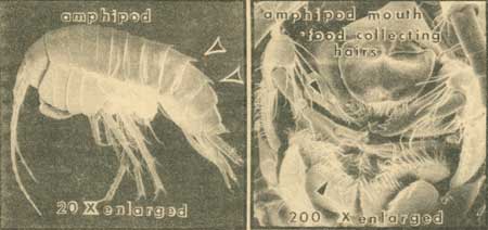 amphipod