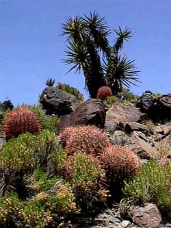 barrel cacti
