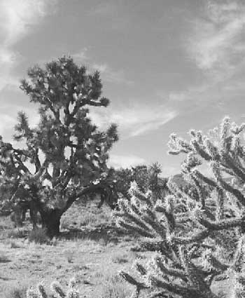 Joshua tree and buckhorn cholla