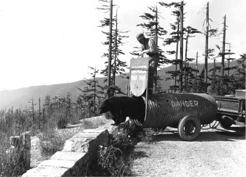 A ranger releases a bear at Klapatche Point
