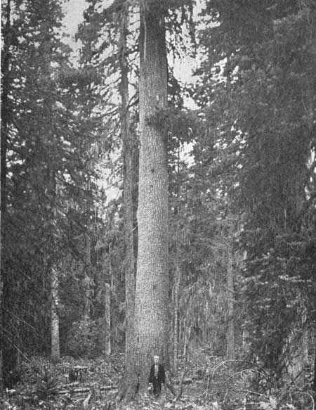 Douglas fir