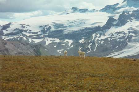 mountain goats