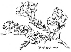 phlox
